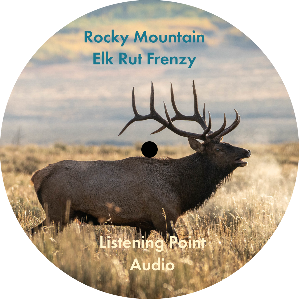 Rocky Mountain Elk Rut Frenzy